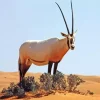 Oryx Animal 5D Diamond Painting