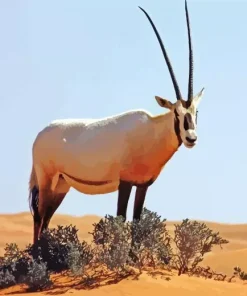 Oryx Animal 5D Diamond Painting