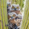 Owl On Cactus 5D Diamond Painting