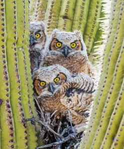 Owl On Cactus 5D Diamond Painting