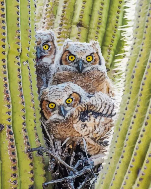 owl on cactus Diamond Paintings Owl On Cactus 5D Diamond Painting