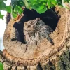 Owl Tree Hole 5D Diamond Painting