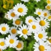 Oxeye Daisy Flowers 5D Diamond Painting