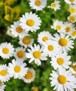 Oxeye Daisy Flowers 5D Diamond Painting