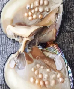 Oyster Pearls 5D Diamond Painting