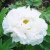 Paeonia Suffruticosa 5D Diamond Painting