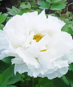 Paeonia Suffruticosa 5D Diamond Painting