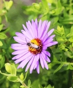 Purple Aster Flower 5D Diamond Painting