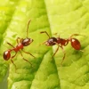 Red Ants Insect 5D Diamond Painting