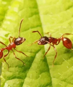 Red Ants Insect 5D Diamond Painting