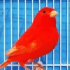 Red Factor Canary 5D Diamond Painting