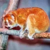 Slow Loris Primate 5D Diamond Painting