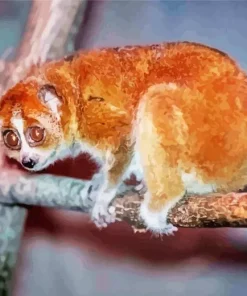 Slow Loris Primate 5D Diamond Painting