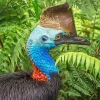 Southern Cassowary Bird 5D Diamond Painting