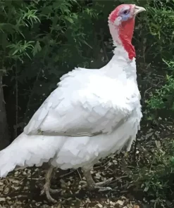 White Holland Turkey 5D Diamond Painting