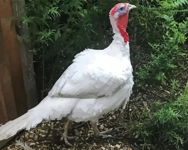 white holland turkey Diamond Paintings White Holland Turkey 5D Diamond Painting