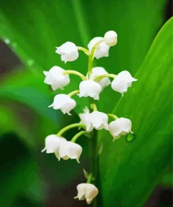 White Lily Of The Valley 5D Diamond Painting