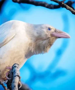 White Raven Bird 5D Diamond Painting