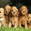 Cavoodle Puppies 5D Diamond Painting