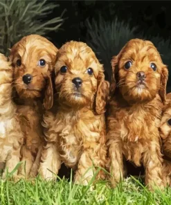 Cavoodle Puppies 5D Diamond Painting