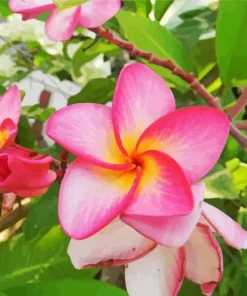 Frangipani Flowers 5D Diamond Painting