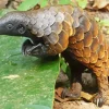 Pangolin Animal 5D Diamond Painting