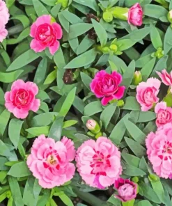 Pink Carnation Flowers 5D Diamond Painting