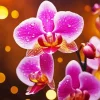 Pink Orchid 5D Diamond Painting