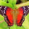 Scarlet Butterfly Art 5D Diamond Painting