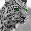 Cheetah Green Eyes 5D Diamond Painting