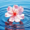 Cherry Blossom In Flower Water 5D Diamond Painting