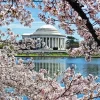Cherry Blossom Jefferson Memorial 5D Diamond Painting