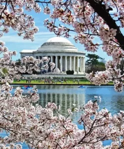 Cherry Blossom Jefferson Memorial 5D Diamond Painting