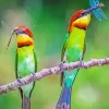 Chestnut Headed Bee Eater Birds 5D Diamond Painting