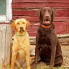 Chocolate And Yellow Lab 5D Diamond Painting