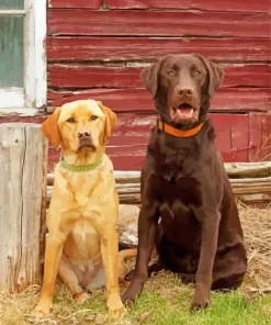 Chocolate And Yellow Lab 5D Diamond Painting