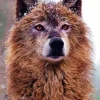 Chocolate Brown Wolf 5D Diamond Painting