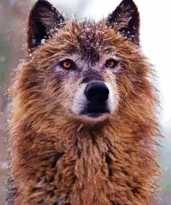 Chocolate Brown Wolf 5D Diamond Painting