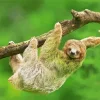 Sloth Branch Art 5D Diamond Painting