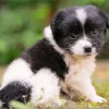 Small Black And White Dog 5D Diamond Painting