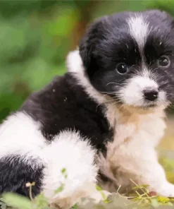 Small Black And White Dog 5D Diamond Painting