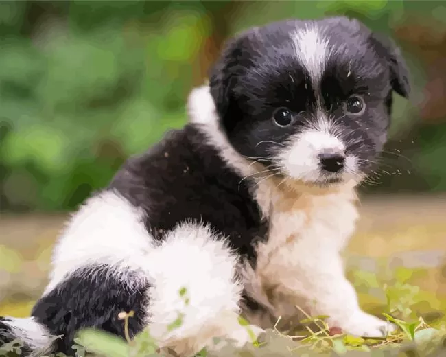 small black and white dog Diamond By Numbers Small Black And White Dog 5D Diamond Painting